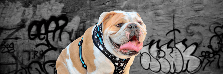 English Bulldog Harnesses - Cute English Bulldog wearing black & white paint splatter dog harness vest with bold teal accents - against black and gray graffiti wall background - Wag Trendz