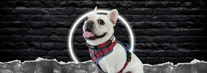 Gear For Dogs - New Arrivals - French Bulldog wearing a red Bandana Boujee Dog No Pull Harness and matching Reflective Dog Collar - sitting in from of a silver and black brick wall with a white circle glow around the dog's head - Wag Trendz
