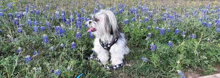 Small Dog Harness - Small Dog wearing a dog harness vest in black and white paint splatter with teal accents - sitting outdoors in a field of bluebonnets - Wag Trendz