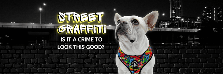 Dog Gear - Street Graffiti Collection - Cute white Frenchie Bulldog wearing colorful graffiti dog harness with black and white cityscape background - Wag Trendz
