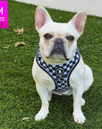 Cooling dog harness worn by a cream French Bulldog with black and white checkered design outdoors in grass