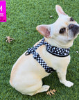 Cooling dog harness in size Medium worn by a cream French Bulldog with a black & white checkered design sitting outdoors in the grass