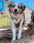Denim Dog Harness - Reflective and No Pull - Australian Shepard wearing Downtown Denim Dog Harness - standing on a rock with cliffs in the background - Wag Trendz