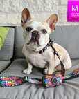 Adjustable Dog Leash - French Bulldog wearing medium multicolored Street Graffiti dog collar with matching adjustable dog leash and poop bag holder attached - sitting outdoors on a grey couch - Wag Trendz