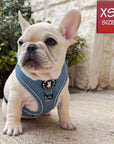 Denim Dog Harness - Reflective and No Pull - French Bulldog puppy wearing Downtown Denim Reflective Dog Harness with Reflective Accents - sitting on sidewalk - Wag Trendz