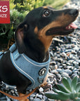 Denim Dog Harness - Reflective and No Pull - Dachshund wearing Downtown Denim Dog Harness with reflective accents - standing on grey pebbles with succulents surrounding - Wag Trendz