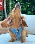 Denim Dog Harness - Reflective and No Pull - Longhair Dachshund wearing Downtown Denim Dog Harness - sitting on a white couch with head looking up - Wag Trendz
