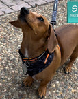 Dog Collar Harness and Leash Set - Dachshund wearing Small Dog Adjustable Harness in black & gray camo with bold orange accents - standing on a pebble sidewalk - Wag Trendz
