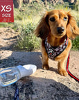 Dog Collar Harness and Leash Set - Longhair Dachshund wearing XS Dog Adjustable Harness in black and white XO's with bold Red accents with matching Dog Leash with portable dog water bottle - on a rock with grass behind - Wag Trendz