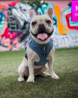 Dog Harness and Leash - French Bulldog wearing Downtown Denim Dog Harness with reflective accents - sitting on green grass with a bright painted wall in background - Wag Trendz