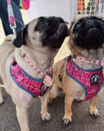 Dog Harness and Leash Set - Pugs wearing Bandana Boujee Dog Harness in Hot Pink with Denim Accents - outside on concrete - Wag Trendz