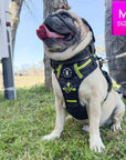 Dog Harness and Leash Set - Pug wearing black and gray camo no-pull harness with hi vis accents - outdoors sitting in the grass with tongue out - Wag Trendz