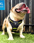 Dog Harness and Leash Set - English Bulldog wearing black and gray camo no pull dog harness with hi vis accents - sitting outdoors in the grass with tongue out - Wag Trendz