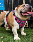 Dog Harness and Leash Set - English Bulldog wearing Bandana Boujee Dog Harness in Hot Pink with Denim Accents - standing outdoors on grass with fence in background - Wag Trendz