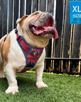 Dog Harness and Leash Set - English Bulldog wearing Bandana Boujee Dog Harness in Red with Denim Accents - sitting in front of black fence- Wag Trendz