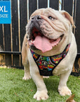 Dog Harness and Leash Set - No Pull - Handle -English Bulldog wearing multi colored Street Graffiti dog harness - chest side view - sitting on green grass with black fence in background - Wag Trendz