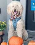 Dog Harness With Handle - No Pull - XL size dog wearing a Extra Large Downtown Denim Dog Harness - standing on porch with a white fall pumpkins surrounding - Wag Trendz