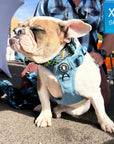 Dog Harness With Handle - No Pull - English Bulldog wearing XL Downtown Denim Dog Harness with Handle - sitting outside in sunshine - Wag Trendz