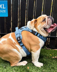 Dog Harness With Handle - No Pull - English Bulldog Dog wearing XL Downtown Denim Dog Harness with Handle - sitting outside on grass - Wag Trendz