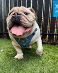 Dog Harness With Handle - No Pull - English Bulldog wearing XL Downtown Denim Dog Harness with Handle - sitting outside on grass with tongue out - Wag Trendz