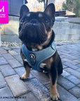 Harness and Leash Set + Poop Bag Holder - French Bulldog wearing Downtown Denim Dog Harness with reflective accents - standing on pebble sidewalk - Wag Trendz