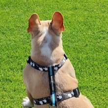 H Harnesses (Small - Large Dogs)
