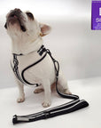 French Bulldog wearing a white harness and black adjustable leash with a 'L' size label on a white background