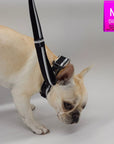 French Bulldog wearing a black collar with matching adjustable leash attached on a gray background with a 'M' size label in the corner.