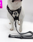 French Bulldog wearing a white dog harness and leash on a white background with a size label in the corner.
