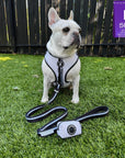 French Bulldog wearing a dog harness and adjustable leash set on grass with a size label in the corner.