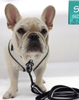 French Bulldog Puppy wearing a white dog harness with an adjustable leash attached on a white background