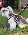 Small dog wearing a white dog harness on a dog leash in a grassy area with an 'XS Size' sign in the background.