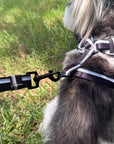 Small dog wearing a white dog harness and black leash sitting on grass