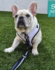 French Bulldog Puppy wearing a white harness with black adjustable leash attached sitting on grass with a 'S' size tag in the corner