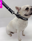 Cream French Bulldog wearing a black collar and adjustable leash on a white background
