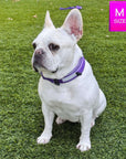 NeoCool™ Sport Reflective Dog Collar in Purple worn by French Bulldog on grass with 'M SIZE' label.