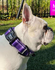 NeoCool™ Sport Reflective Dog Collar in Purple worn by a French Bulldog with 'Wag Trendz' branding on grass.