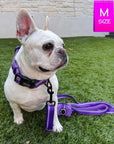 NeoCool™ Sport Reflective Dog Collar in Purple worn by French Bulldog with Purple leash attached sitting on the grass