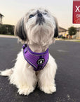NeoCool Sport Dog Harness in Purple worn by Small dog on the sidewalk