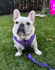 NeoCool Sport Dog Harness in Purple worn by French Bulldog Puppy with matching leash attached on grass with 'M Size' label.