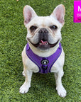 NeoCool Sport Dog Harness in Purple worn by French Bulldog on grassy background