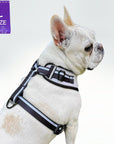 White French Bulldog wearing NeoCool™ Sport Dog Harness in White with Black accents with a size label on a white background