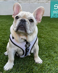 Cream French Bulldog Puppy wearing a white NeoCool Sport harness on grass with a size label in the corner.