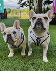 Two French Bulldogs wearing White NeoCool™ Sport harnesses on a grassy area with size charts in the corners.