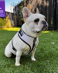 French Bulldog wearing White NeoCool™ Sport Dog Harness with Black accents on grass with size label overlay
