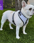 White French Bulldog wearing a White NeoCool™ Sport Dog Harness with Black accents on grass with a size label in the corner.