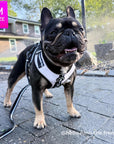 French Bulldog wearing NeoCool™ Sport Dog Harness in White with Black accents on a leash with a 'M Size' label and 'hello hino the frenchie' text.