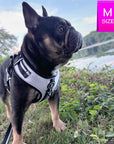 French Bulldog wearing NeoCool™ Sport Dog Harness in White with Black accents in a natural setting with a lake and trees.