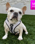 French Bulldog wearing a white NeoCool™ Sport Dog Harness with Black accents on grass, with a size label in the corner.