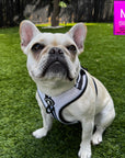 Cream French Bulldog wearing a White NeoCool™ Sport Dog Harness with Black accents on grass with a size label in the corner